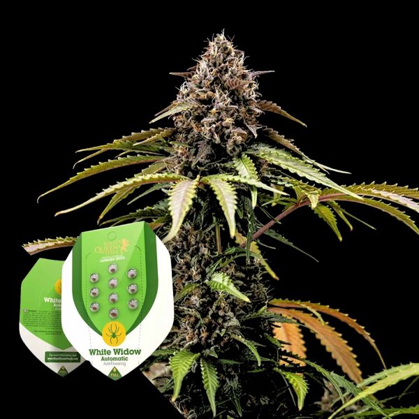 Royal Queen Seeds White Widow Autom.