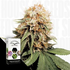 White Widow Dutch Passion