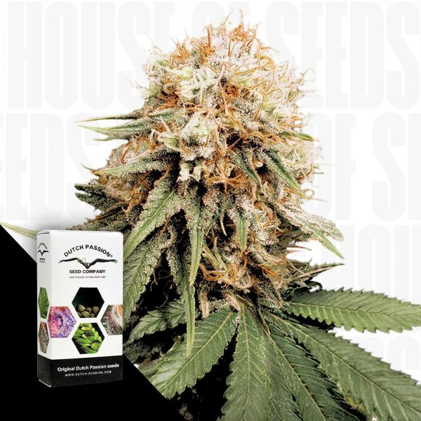 Dutch Passion White Widow