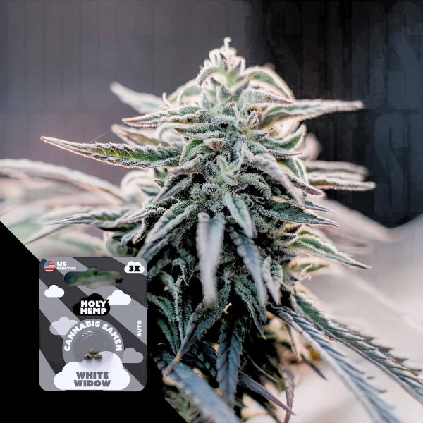 Holy Hemp White Widow