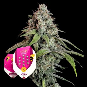 White Widow Royal Queen Seeds