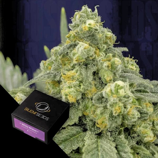 Silent Seeds White Widow