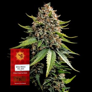 White Widow Xxl Auto Barneys Farm
