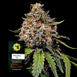 White Widow Xxl Barneys Farm