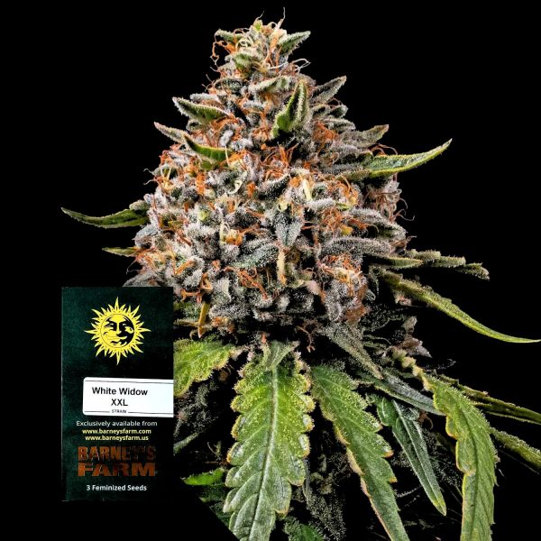 Barneys Farm White Widow XXL