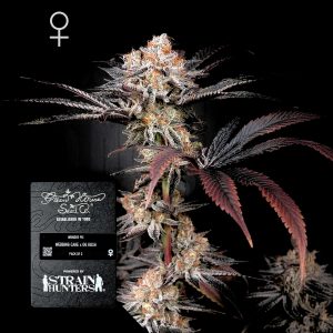 Wonder Pie Green House Seeds
