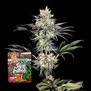 Yuzu Grape Kush Puro Instincto