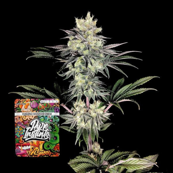 Pure Instinto Yuzu Grape Kush
