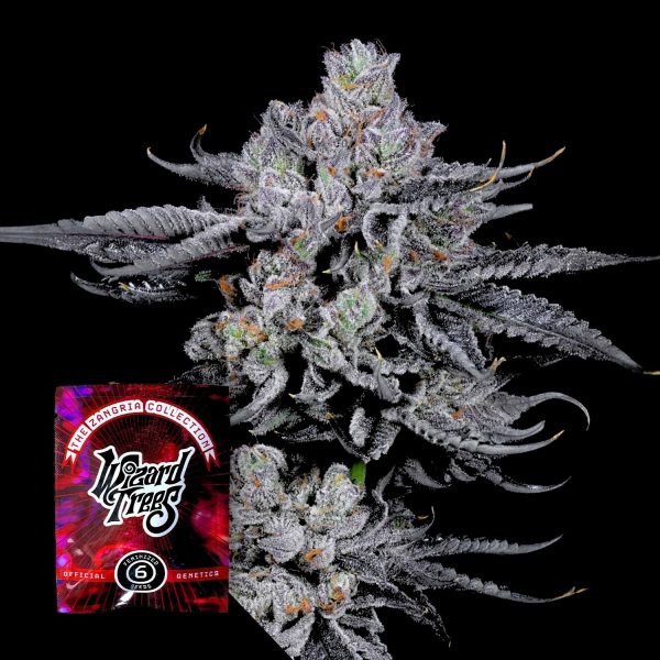 Wizard Trees Zangria Funk
