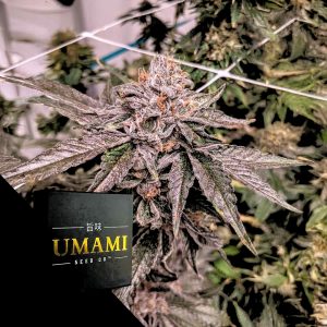 Zeltzer Umami Seeds