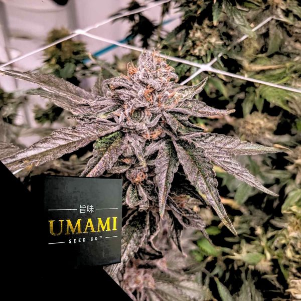 Umami Seeds Zeltzer