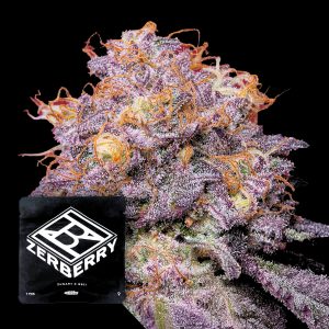 Zerberry Grounded Genetics