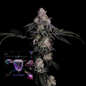 Zerrari Cipher Genetics