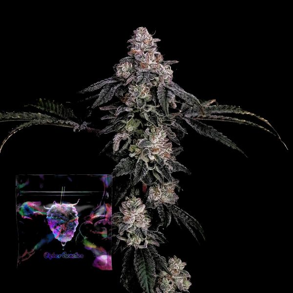 Cipher Genetics Zerrari