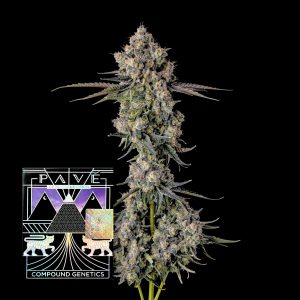 Zhampagne Cannabis Samen Feminisiert Compound Genetics