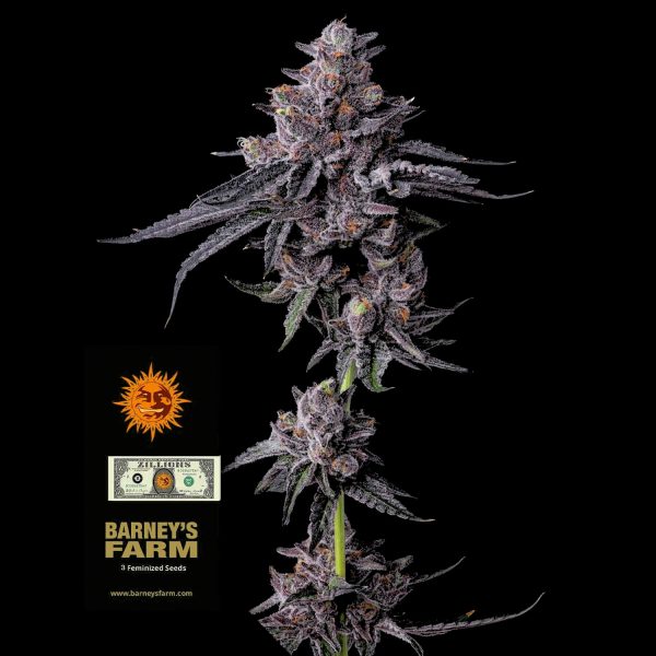 Barneys Farm Zillions