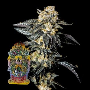 Exotic Seeds Zkittaberry Auto