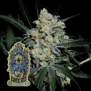 Zkittalicious Auto Exotic Seeds