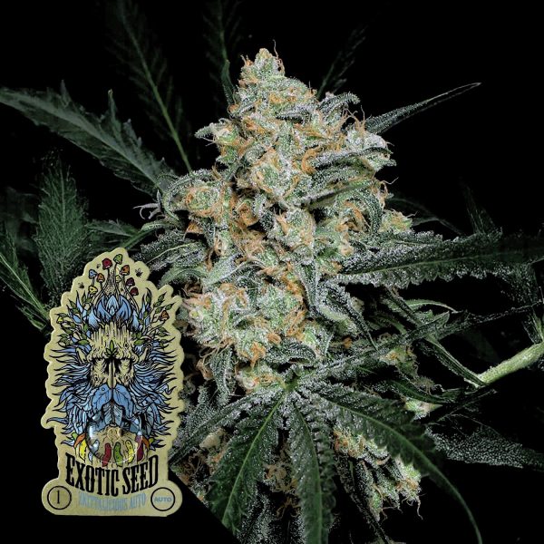 Exotic Seeds Zkittalicious Auto
