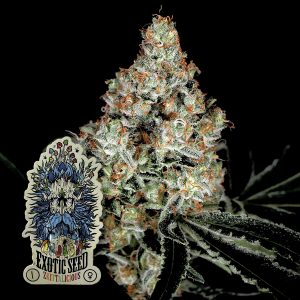 Zkittalicious Exotic Seeds