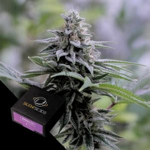 Zkittlez 20 Silent Seeds