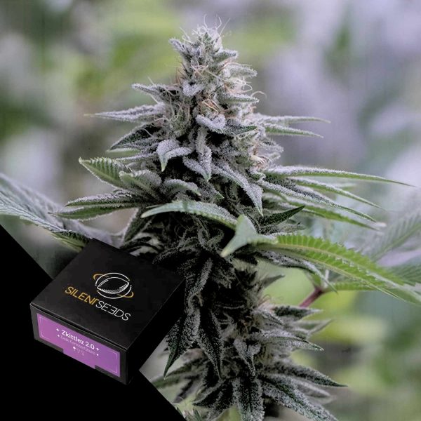 Silent Seeds Zkittlez 2.0
