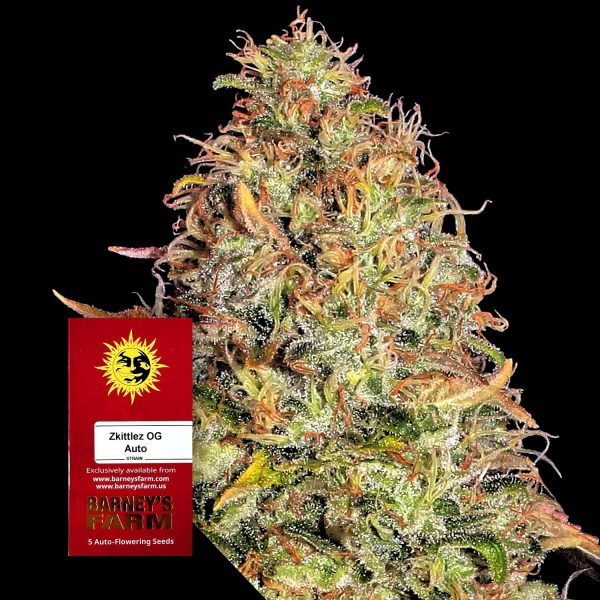 Barneys Farm Zkittlez OG Auto