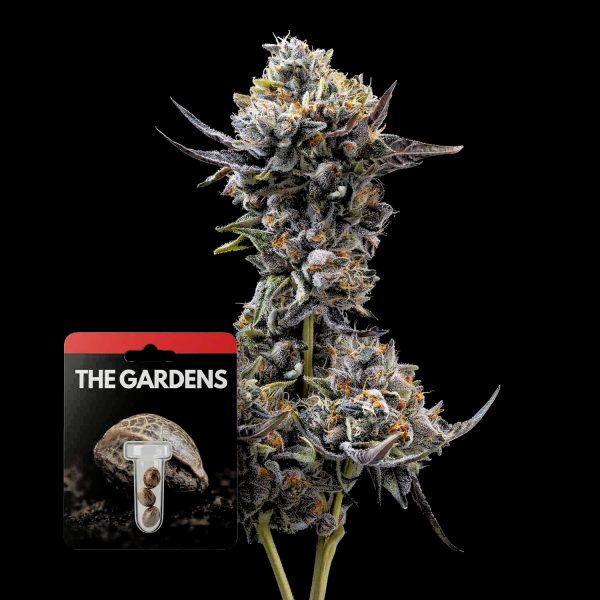 Preferred Gardens Znackz x Lazer Gun