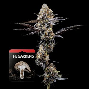Zoap X Lazer Gun Preferred Gardens