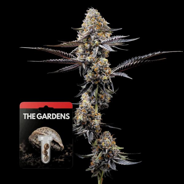 Preferred Gardens Zoap x Lazer Gun