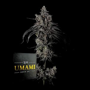 Zoda Bx1 Umami Seeds