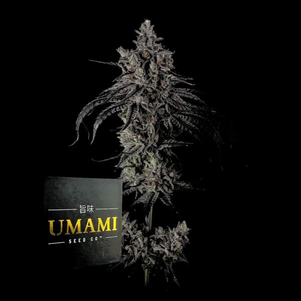 Umami Seeds Zoda BX1