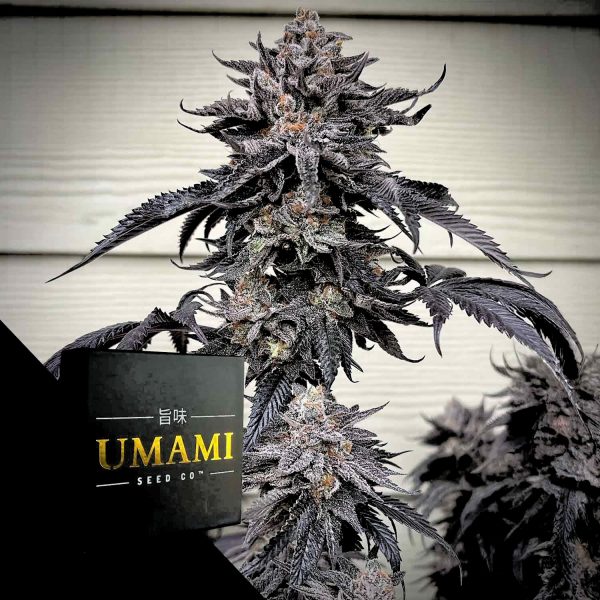 Umami Seeds Zodaza