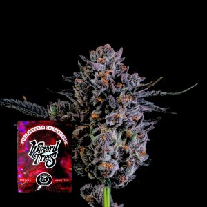 Zorroz X Zangria Wizard Trees