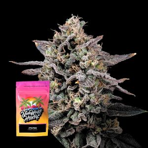 Ztilton Nine Weeks Harvest
