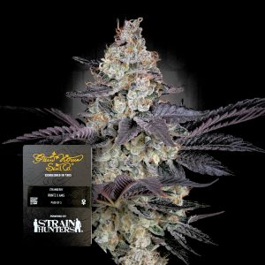 Ztrawberry Green House Seeds
