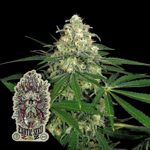 Zz Auto Exotic Seeds