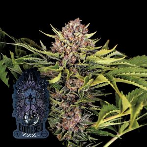 Zzz Exotic Seeds