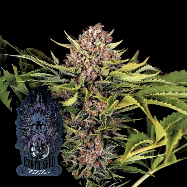 Exotic Seeds ZZZ
